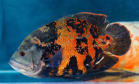 huge oscar fish